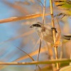 Moudivlacek luzni - Remiz pendulinus - Eurasian Penduline-Tit 3697